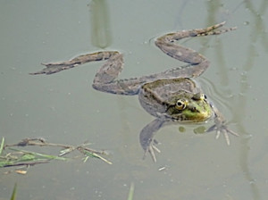 choralegrenouilles