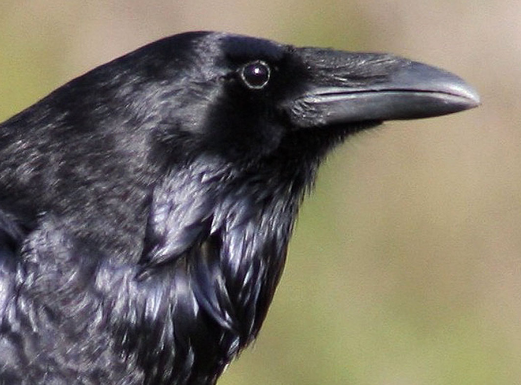 gdcorbeau